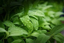 Salie na een regenbui van Heiko Kueverling