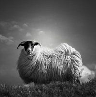 Le Fluff - Portrait