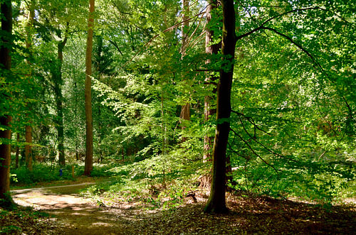 Ein Sommertag im Wald von Corinne Welp