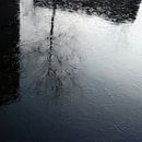 Stadse boom reflectie in bevroren water by Annemie Hiele thumbnail