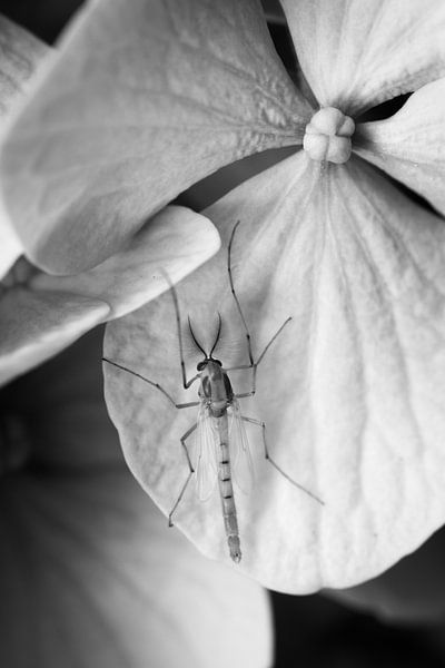 Male mosquito on flower by Luis Boullosa