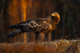 Aigle royal (Aquila chrysaetos), Aigle royal, Suède.