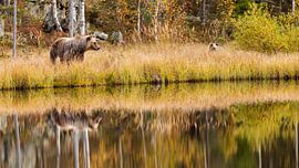 Mama beer met jong van Willemke de Bruin