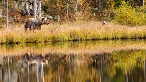 Mama Bär mit Jungtier