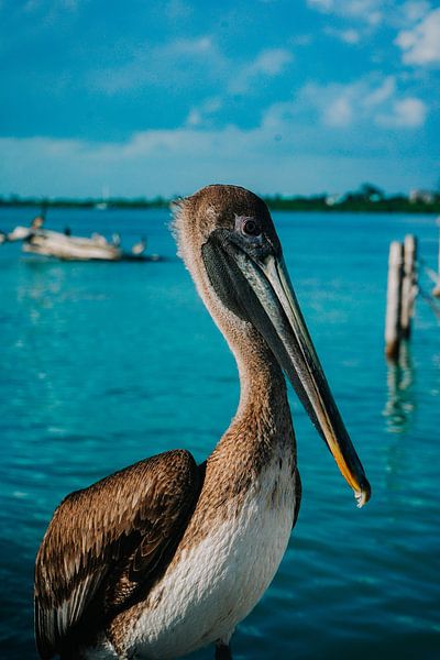 Pelikan von matt landsman