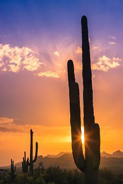 Saguaro Cactus bij zonsondergang in Lost Dutchman State Park, Arizona van Henk Meijer Photography