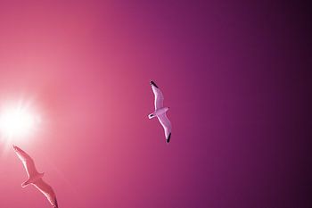 Seagulls