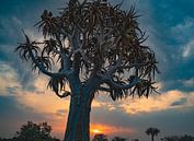 Quiver tree at sunset in Namibia, Africa by Patrick Groß thumbnail
