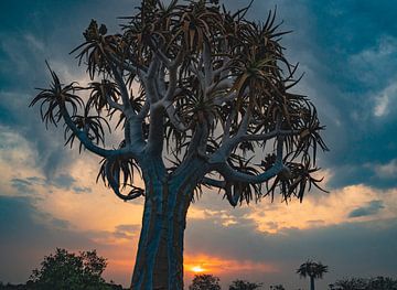 Kokerboom bij zonsondergang in Namibië, Afrika van Patrick Groß