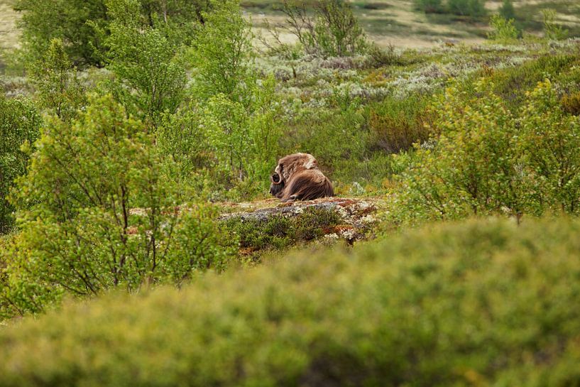 Bœuf musqué par Corrie Post