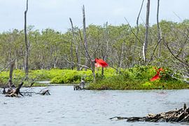 Roter Ibis im Flug über dem Bigi Pan See in Suriname