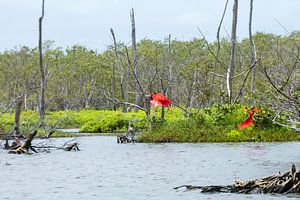 Roter Ibis im Flug über dem Bigi Pan See in Suriname
