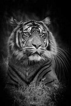tigre en noir et blanc