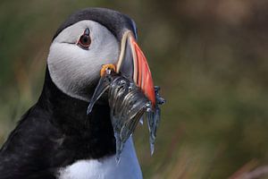 Papageitaucher mit Sandaalen Iceland