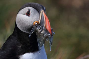 Puffins with sandeels Iceland by Frank Fichtmüller