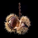 Tamme kastanje van John Goossens Photography thumbnail