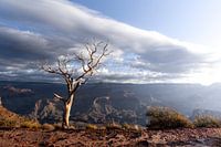 La solitude dans la grandeur