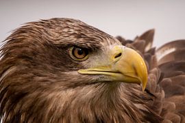 Le pouvoir ! sur Michael van Eijk