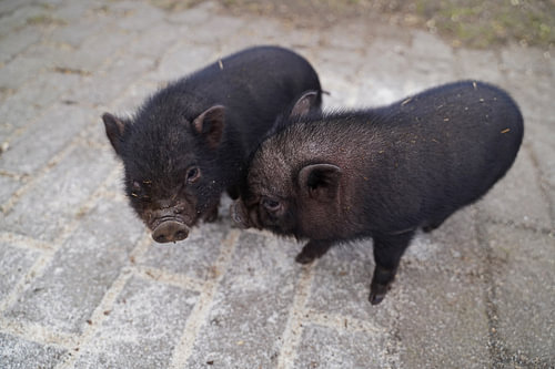 Mini biggetje bij zijn eerste uittocht op de boerderij.