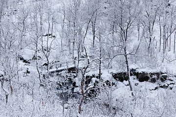 Verschneiter Wald mit kleiner Brücke über den Fluss (Senja) von Karla Leeftink