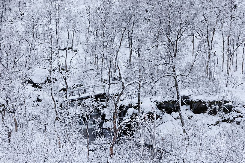 Besneeuwd bos met kleine brug over rivier (Senja) van Karla Leeftink
