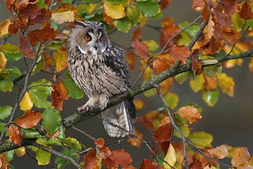 Ransuil (Asio otus) van Ronald Pol