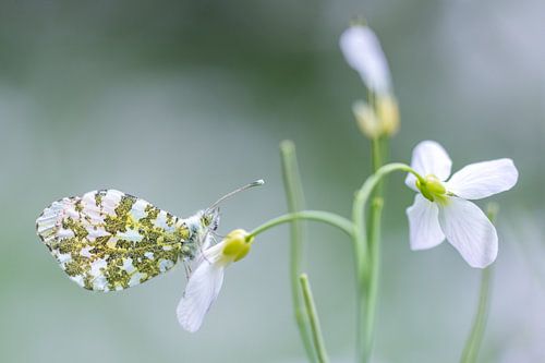 Vlinder, het oranjetipje