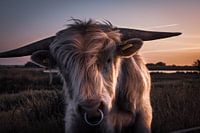Portrait of a Scottish Highlander
