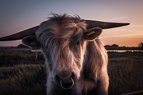 Portret van een Schotse Hooglander