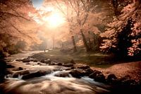 Flowing river through autumn forest