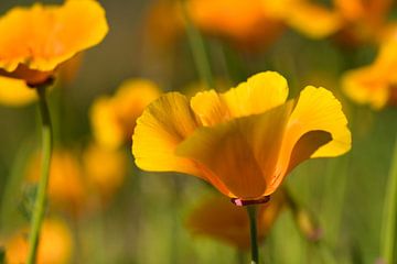 Gros plan sur le champ de fleurs des nightcaps