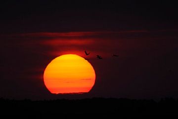 Common Cranes ( Grus grus ), flying in front of a beautiful sunset van wunderbare Erde