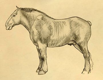 Potlood tekening - Het Belgisch trekpaard - Pieter Ringoot. van Galerie Ringoot