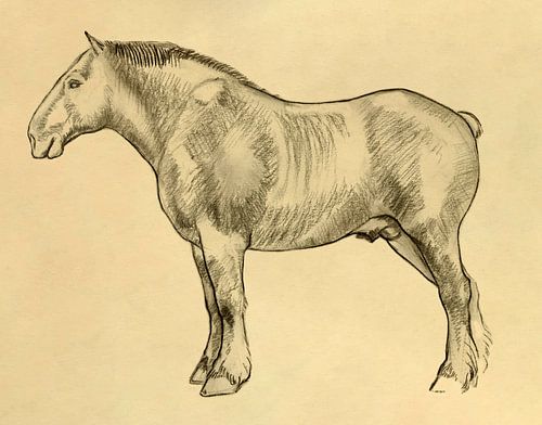 Potlood tekening - Het Belgisch trekpaard - Pieter Ringoot.