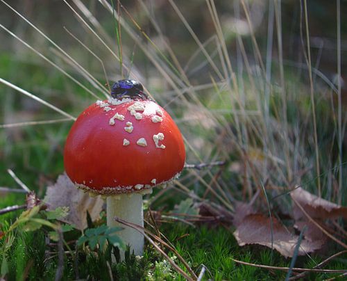 magisch herfst
