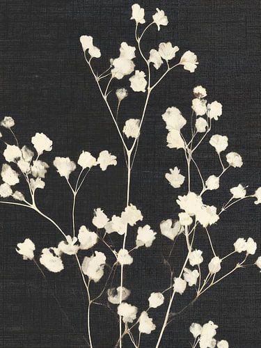 Delicate White Black Floral Botanical Art