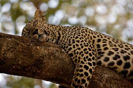 SLAPEN LEOPARD by Thomas Herzog