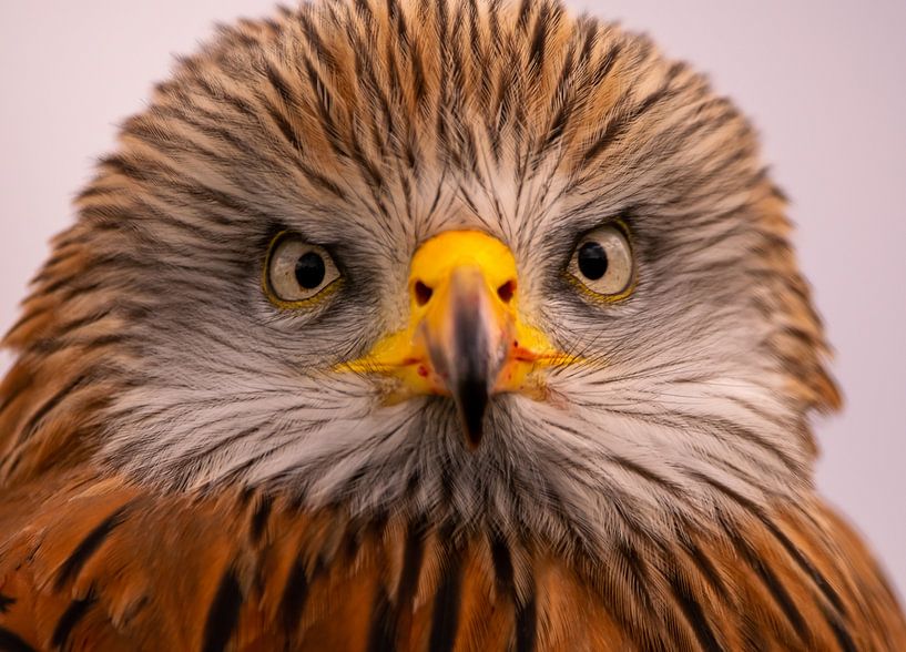 Rotmilan von Michael van Eijk