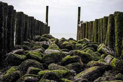 Die Steine am Meer !
