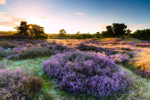 Zonsondergang op een heideveld