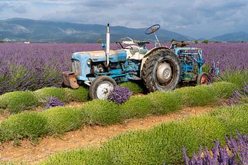 Lavendel oogst met de tractor van Hillebrand Breuker
