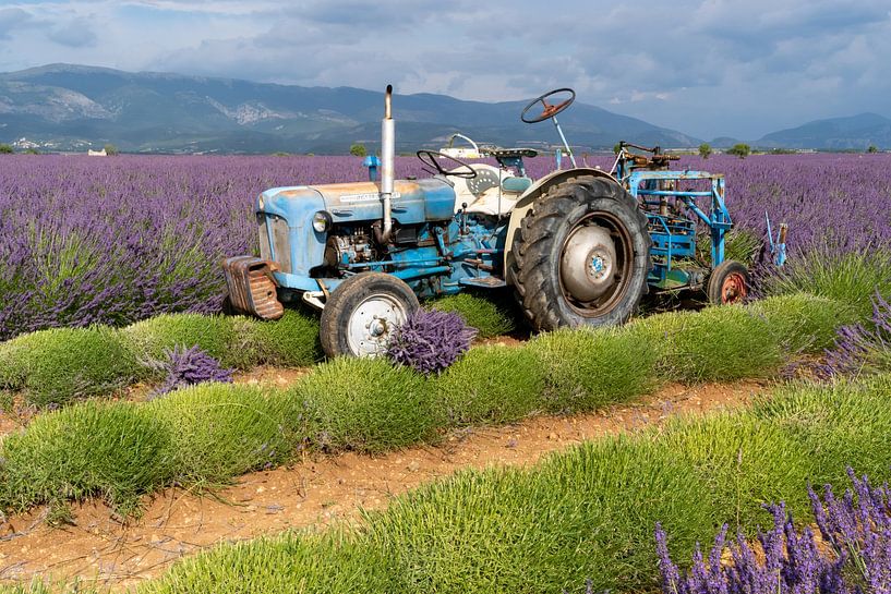 Récolte de la lavande en tracteur par Hillebrand Breuker