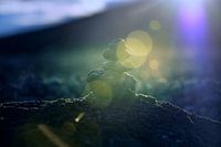 The little cairn