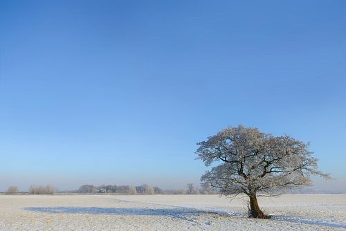 Boom in een winterlandschap