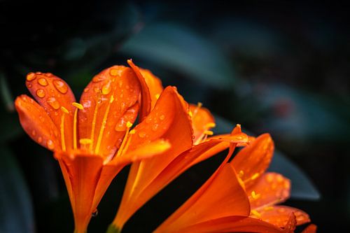 Rode bloemen
