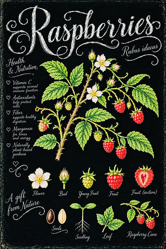Raspberries – Rubus Idaeus Botanical Study