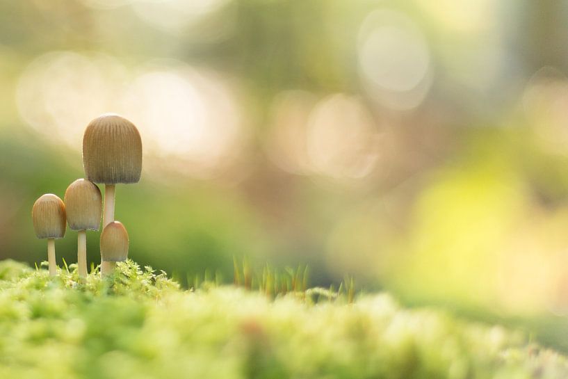 Autumn - Paddestoelen in het groen  by Chantal Cornet