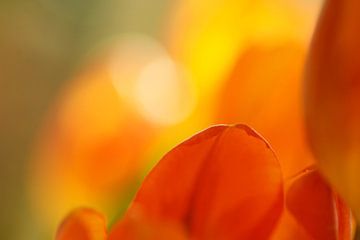 Rood geel oranje tulpen van Gonnie van de Schans