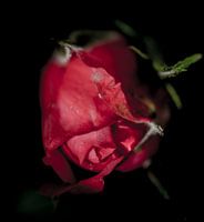 Low-Key-Foto von Tropfen auf einer Pfingstrose