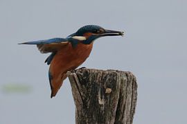 IJsvogel met prooi van Henk Kip